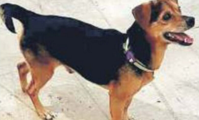benevento-cane-ritrovato-4-anni-microchip