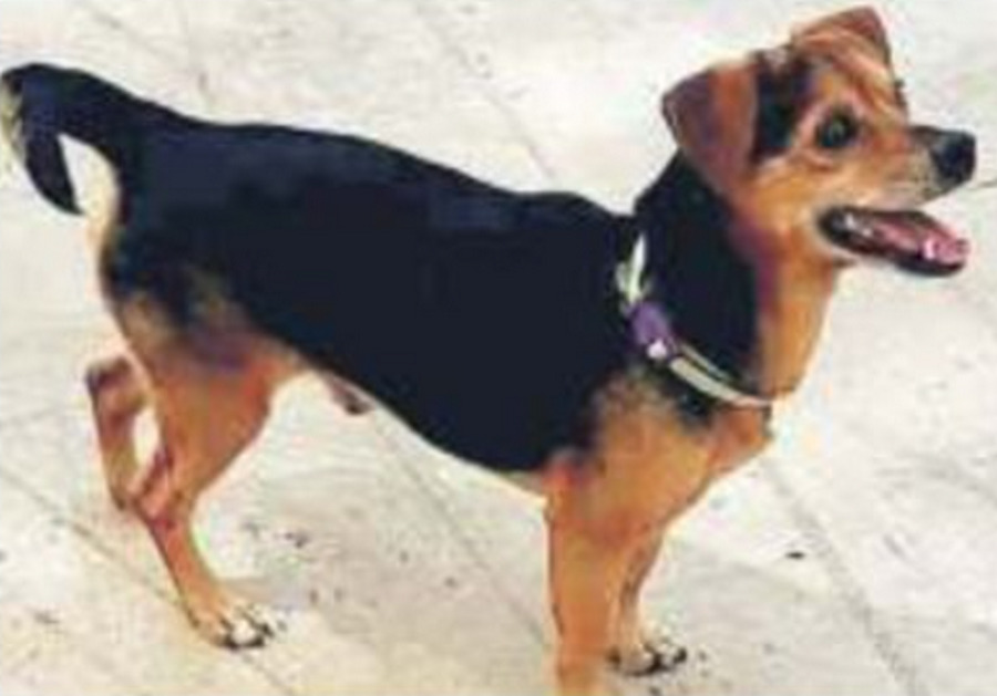 benevento-cane-ritrovato-4-anni-microchip