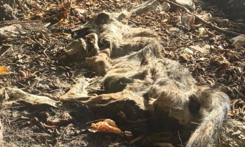 lupo morto avvelenato taburno camposauro parco