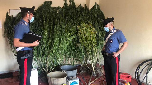 marijuana piantagione arrestato