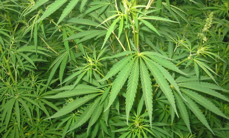 Benevento coltivazione marijuana
