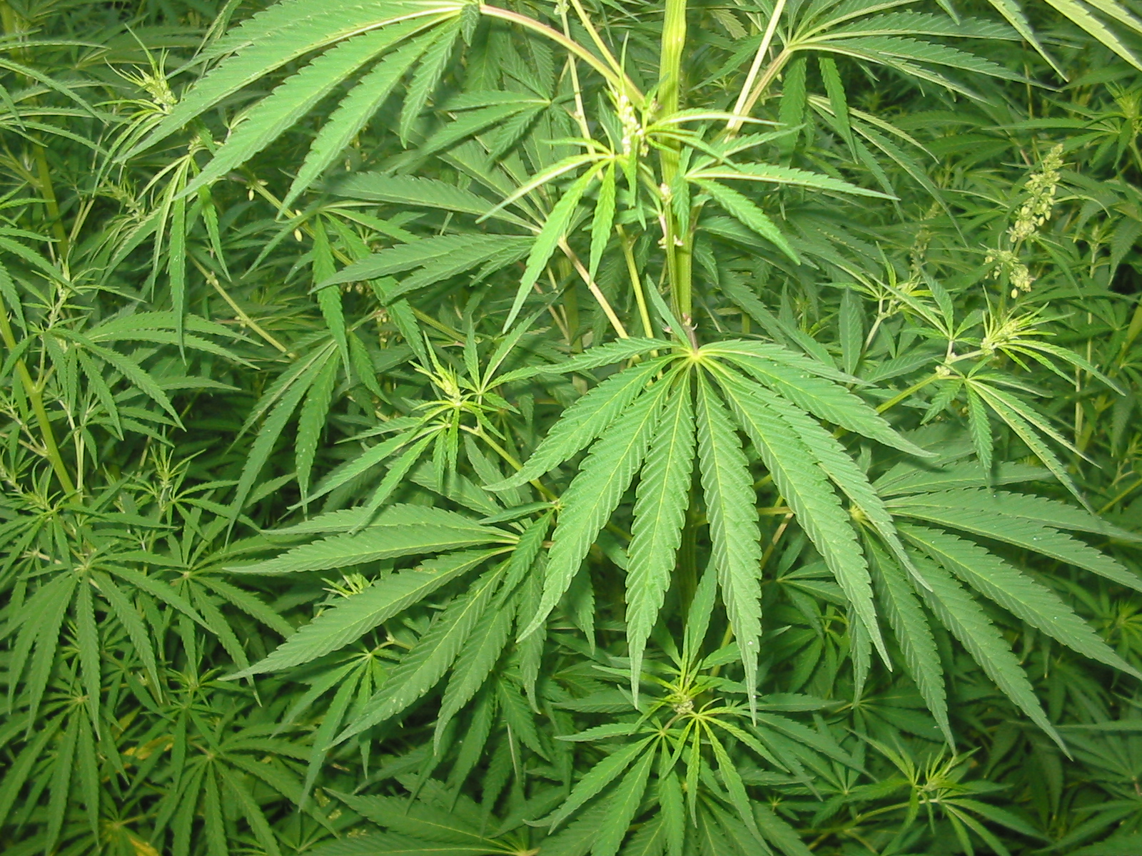 Benevento coltivazione marijuana