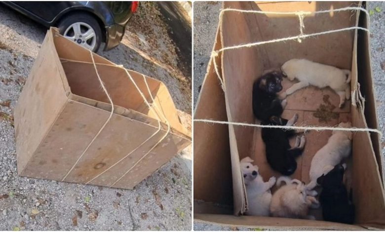benevento-cuccioli-cane-abbandonati-scatola