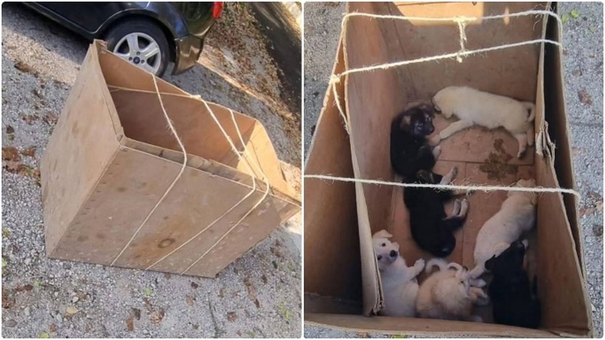 benevento-cuccioli-cane-abbandonati-scatola