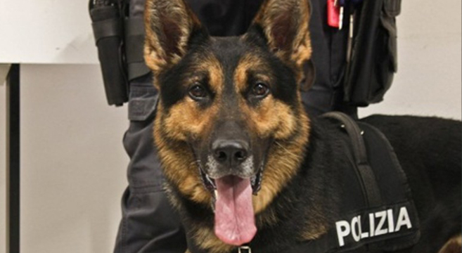 benevento adottare cane poliziotto pensione